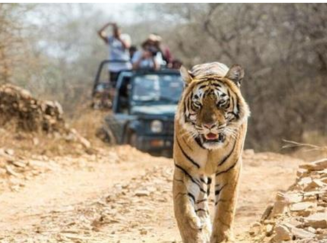 Bhadra Wildlife Sanctuary